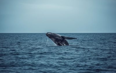 Conservation Concerns Rise As Trump Administration Eyes Changes To Whale Protection Rules