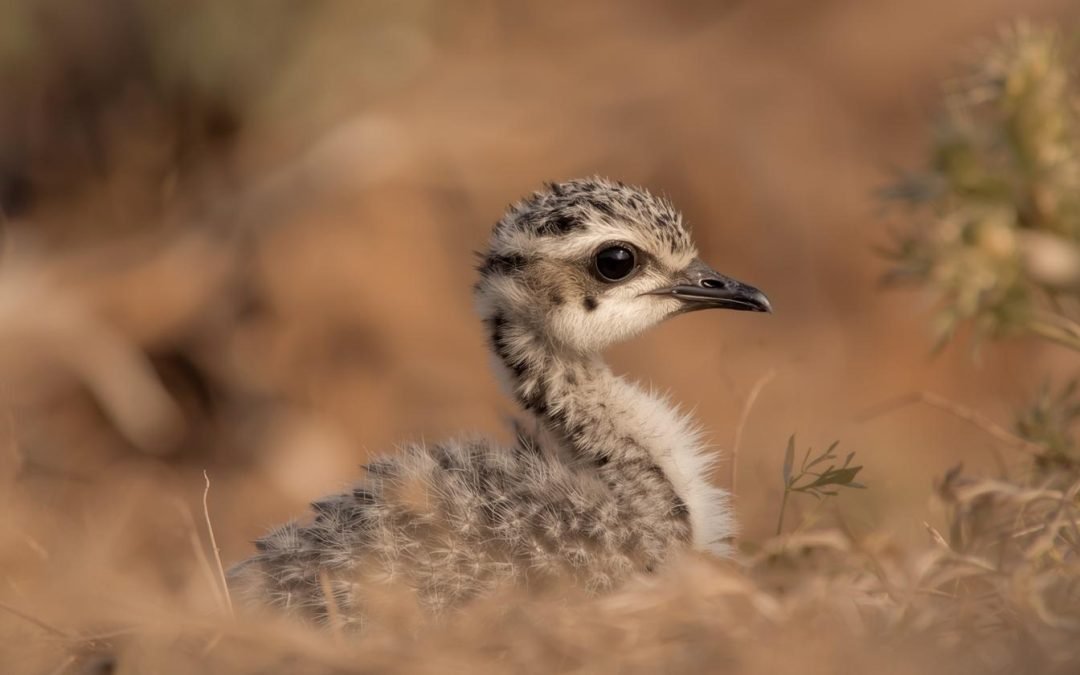 Gujarat Records First Great Indian Bustard Birth In A Decade