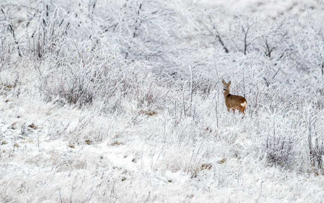 Prime Minister Carney Announces $3.8 Billion Plan For Environmental Conservation