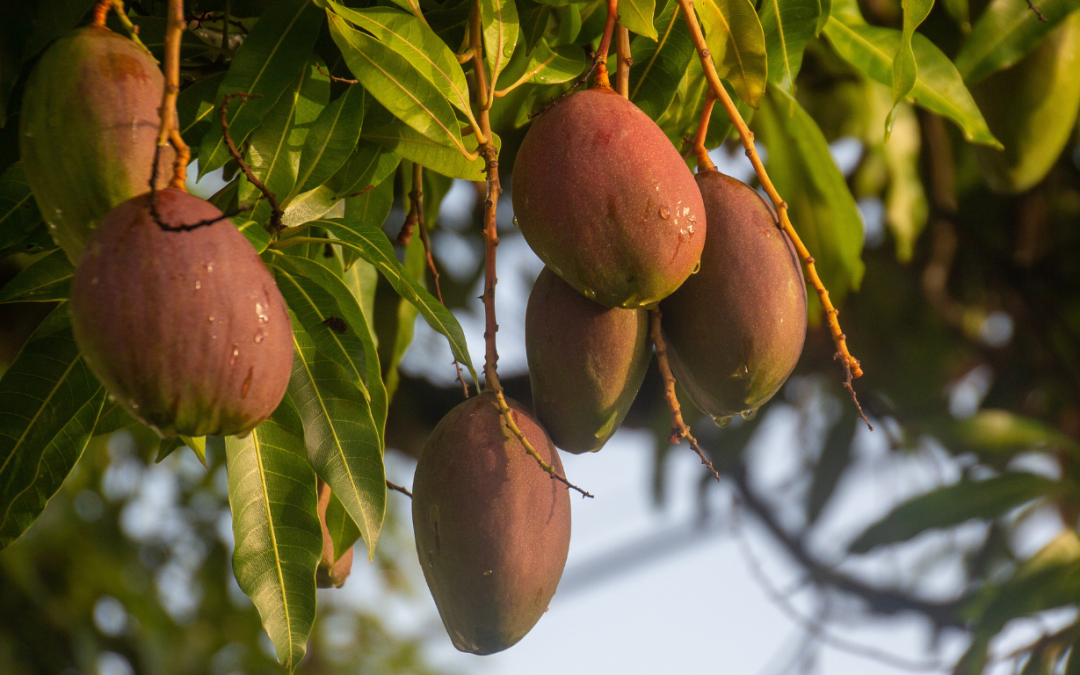 Climate Change’s Impact On Mangoes: How India’s Favourite Fruit Is Under Threat