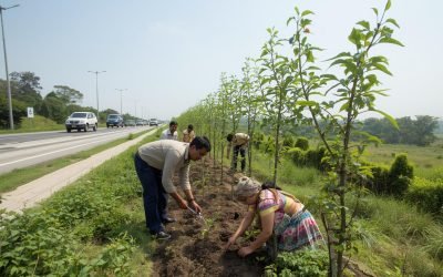 NHAI Launches ‘Arogya Van’ Initiative To Grow Medicinal Plants Along National Highways
