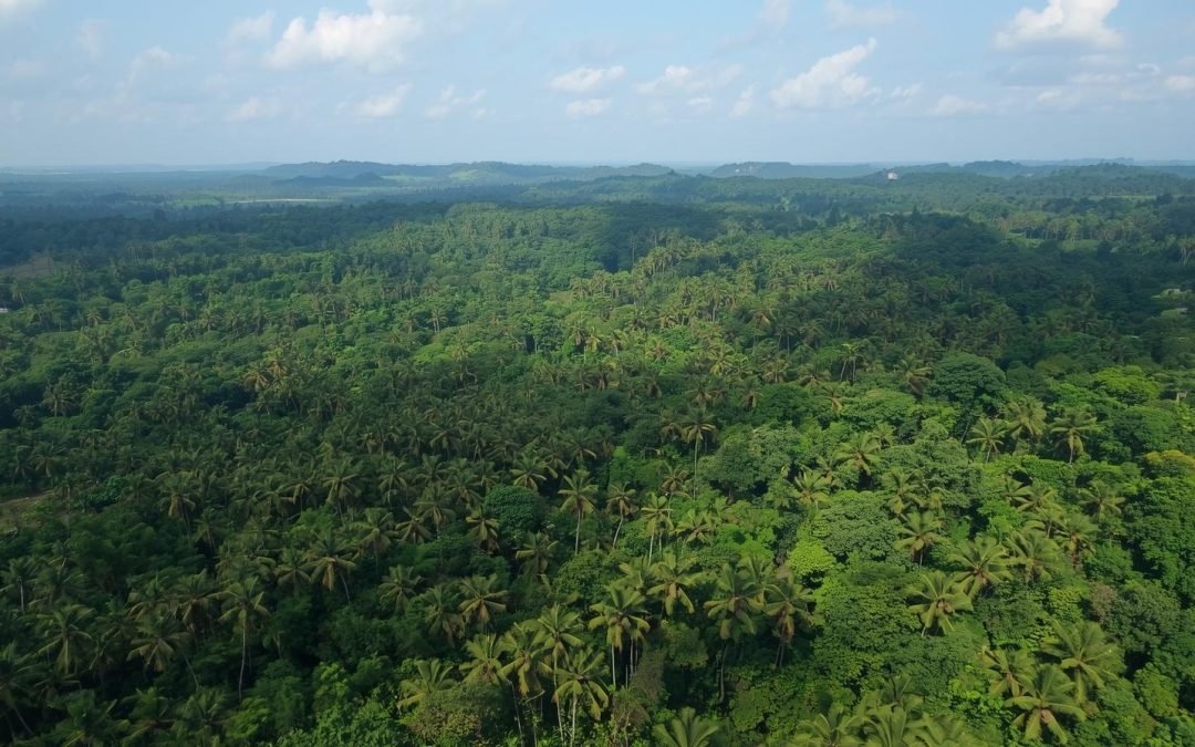 Tropical Forest Loss Eases in 2025 from Record High, Report Shows