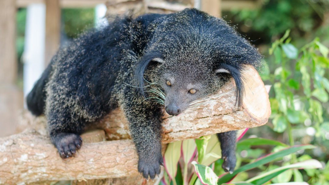 World Binturong Day Highlights The Conservation Struggles Of Asia’s ...