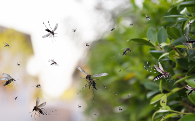 Google Plans Mass Mosquito Release In Florida To Reduce Dengue Spread