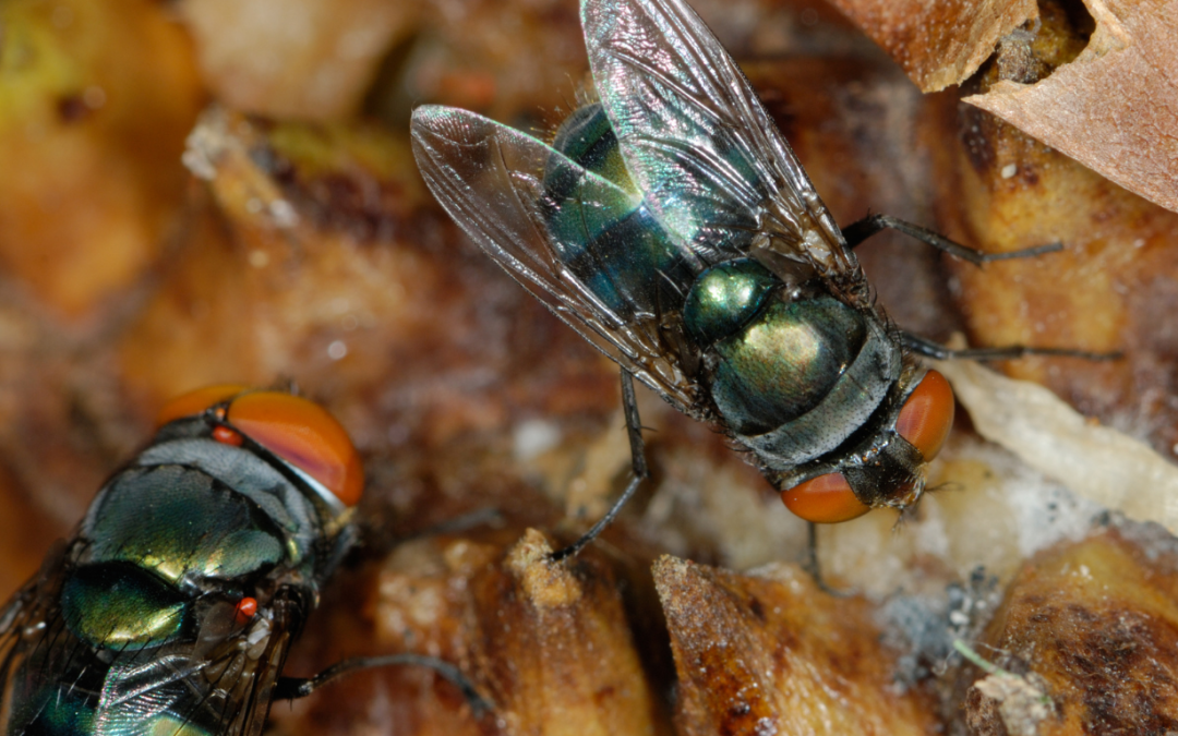 3 Flesh-Eating Screwworm Cases Found In US, Officials Warn Of Serious Agricultural Threat