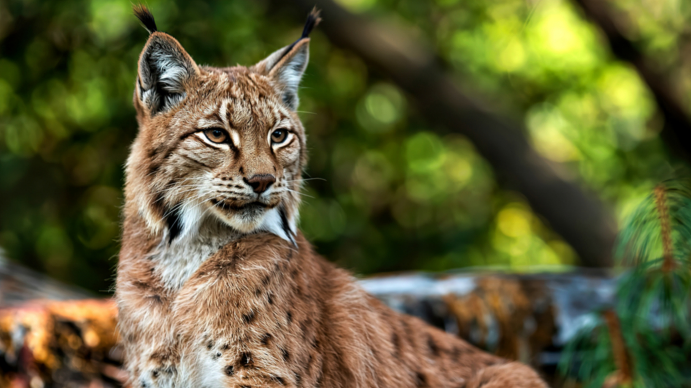International Lynx Day