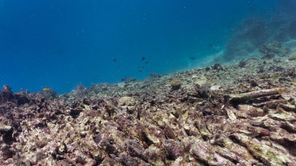 Ocean Health Declines As Climate Change And Pollution Accelerate: UN Report - Sigma Earth
