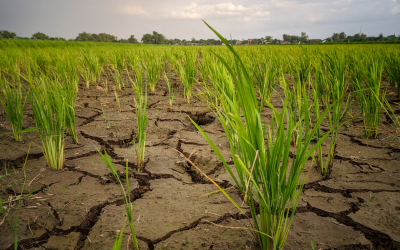 Monsoon Woes: India Records Third Driest June In Over A Century