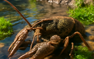 Conservationists Fight to Protect Australia’s Endangered Spiny Crayfish