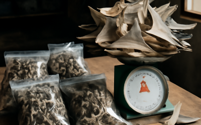 Guinea Arrests Four Alleged Wildlife Traffickers, Seizes 2,000 Dried Seahorses