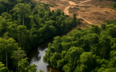 Suriname Approves Development Plans Threatening Rainforest Preservation