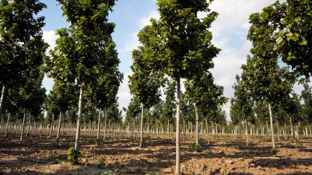 UK Aims To Plant 30000 Hectares Of Trees Annually To Fight Climate Change - Sigma Earth