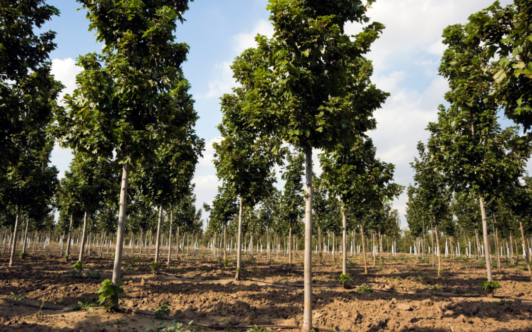 UK Aims To Plant 30000 Hectares Of Trees Annually To Fight Climate Change