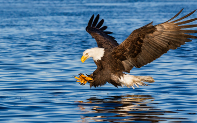 US Eases Threatened Animal Species Protections Under Trump Administration Policy Changes