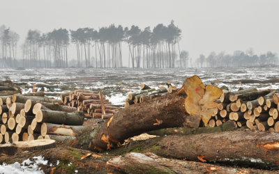 EU Revises Deforestation Law Product List: Leather Excluded, Palm Oil And Coffee Remain Covered