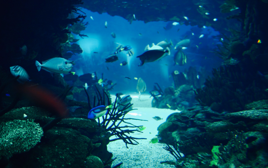 Ocean Deoxygenation Threatens Earth’s Balance, Researchers Say