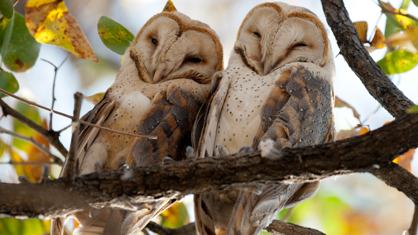 International Owl Awareness Day