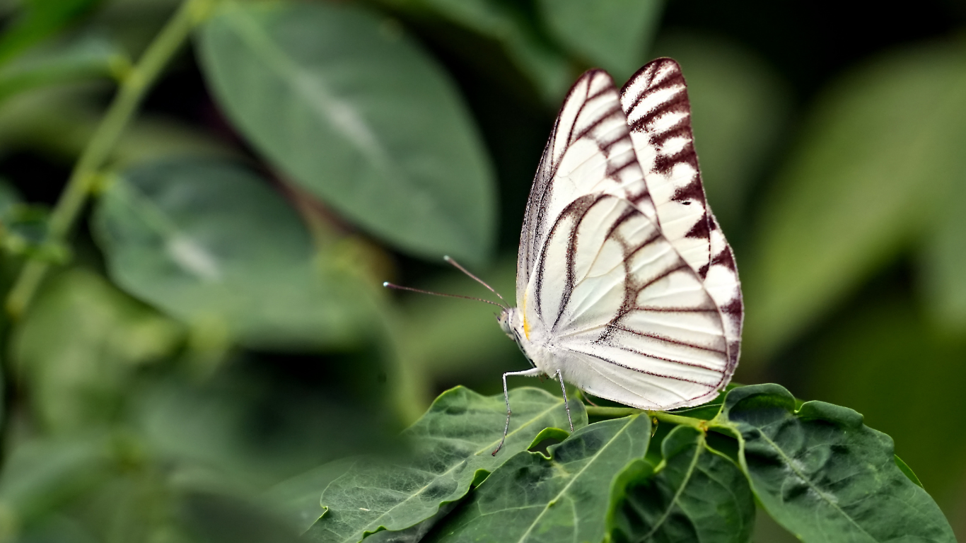 Butterflies are expanding their global range