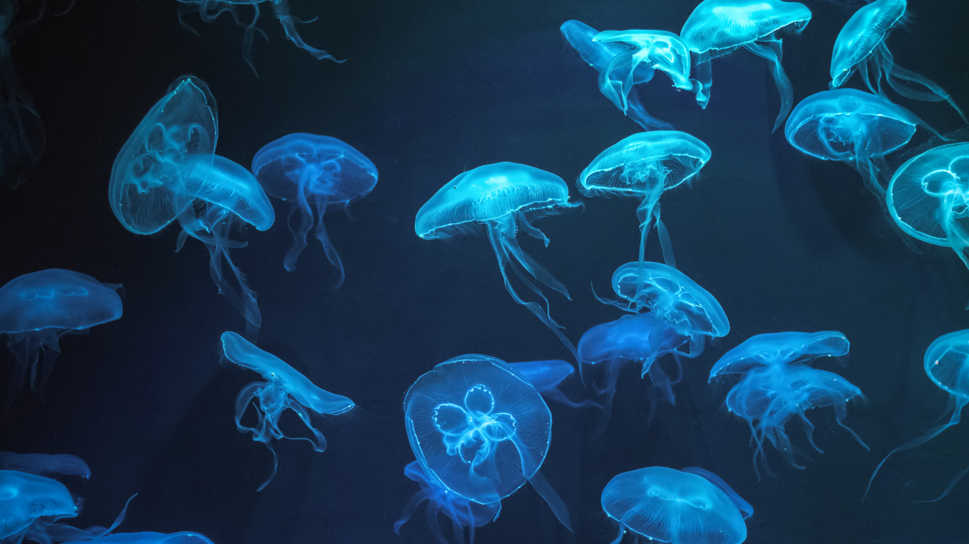Jellyfish invasion disrupts France’s nuclear power generation