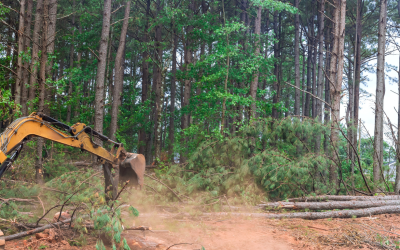 US Moves To Roll Back Roadless Forest Protections