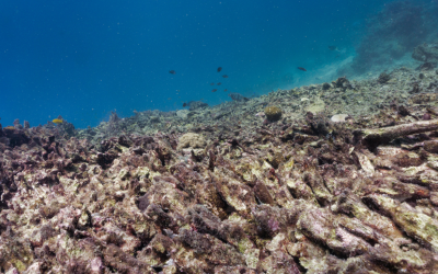 Scientists Unite To Rebuild Florida’s Declining Coral Reefs In A Historic Collaboration