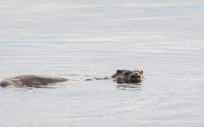 First River Otter Spotted In Bronx River As Decades Of Conservation Pay Off