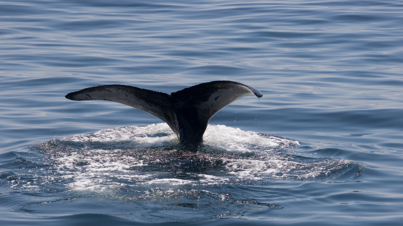 giant whales enter Greenland waters