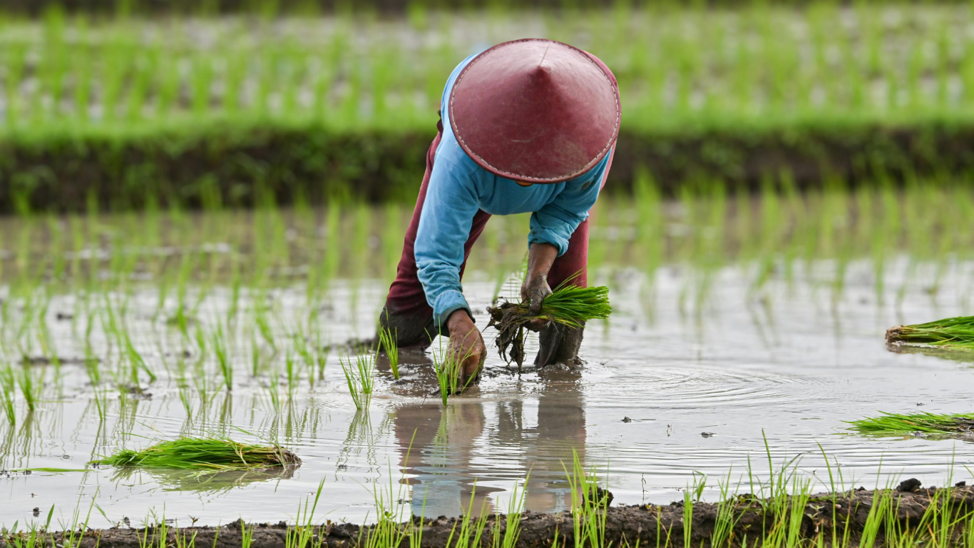 Global food prices could rise 5% in 2027